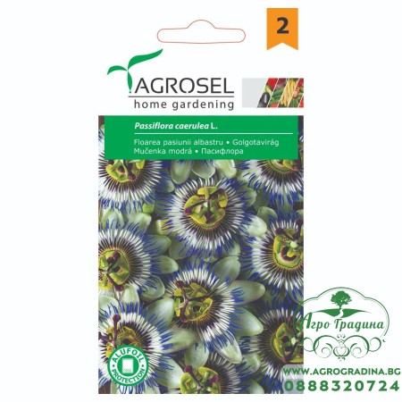 Пасифлора Passiflora caerulea L