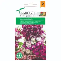 Градински Карамфил Микс Diantus barbatus