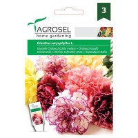 Карамфил Шабо Микс / Dianthus caryophyllus