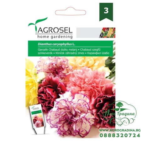 Карамфил Шабо Микс / Dianthus caryophyllus