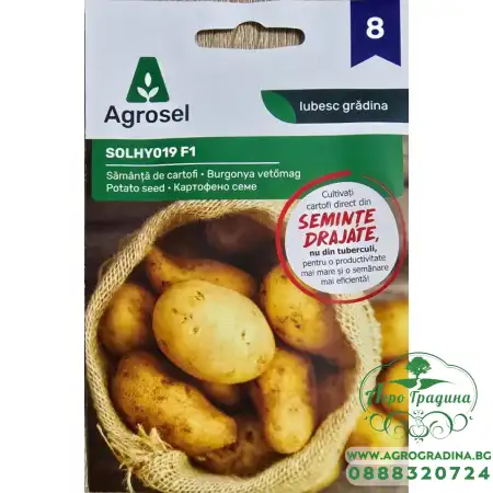 Картофено семе F1 Solanum tuberosum