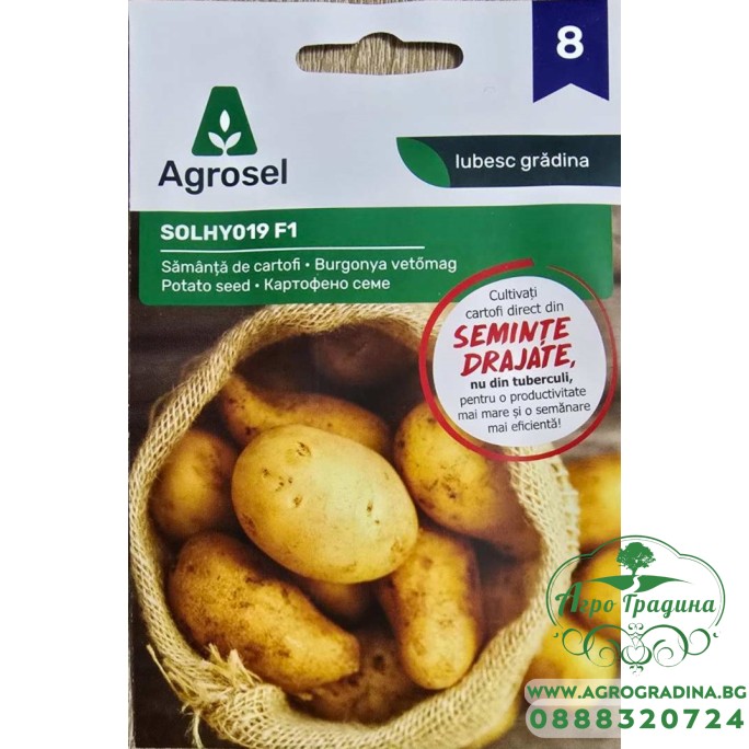 Картофено семе F1 Solanum tuberosum