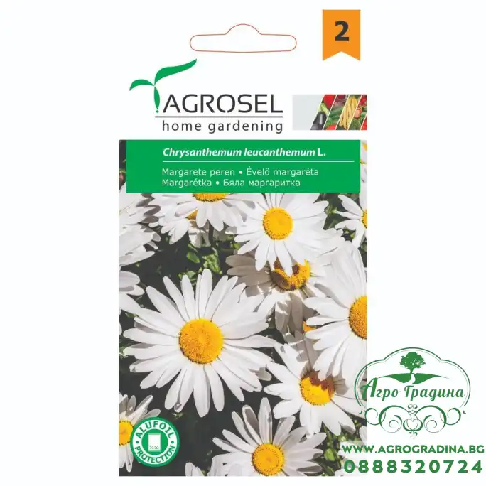 Бяла маргаритка