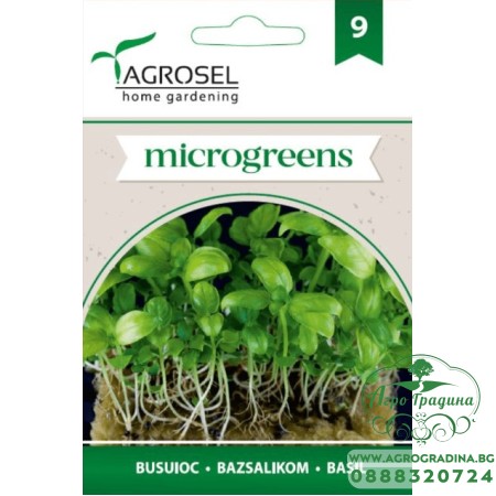 Семена за Микро Босилек (Ocimum basilicum) - 4 гр