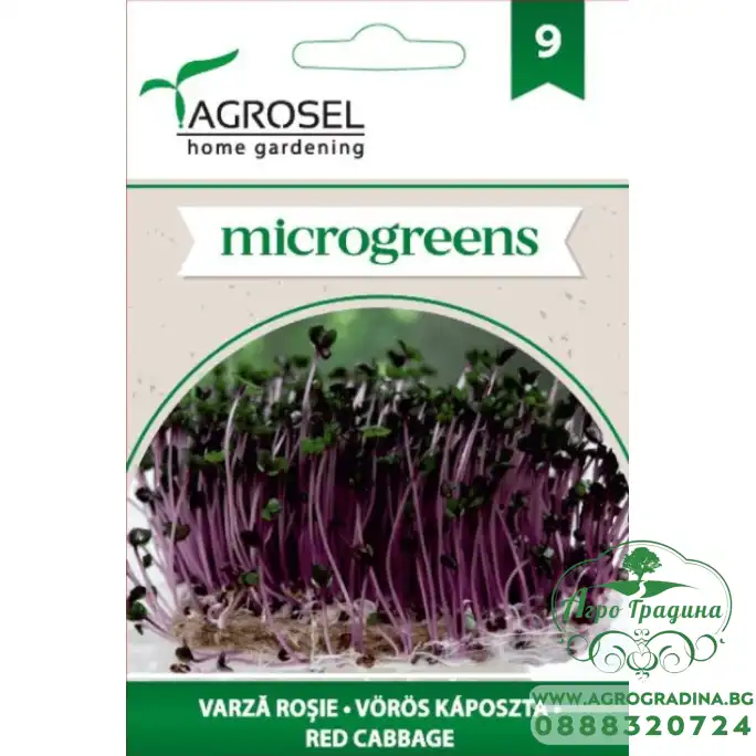 Семена за Микро Червено зеле (Brassica oleracea var capitata f rubra) - 8 гр Семена за Микро Червено зеле (Brassica oleracea var capitata f rubra) - 8 гр