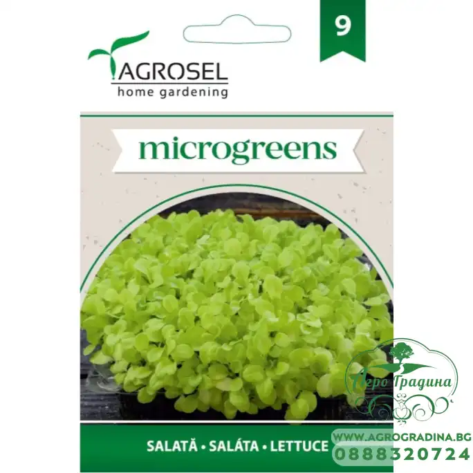 Семена за Микро Салата (Lactuca sativa L) - 5 гр Семена за Микро Салата (Lactuca sativa L) - 5 гр