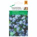 Незабравка Myosotis alpestris – Саксийни и градински цветя