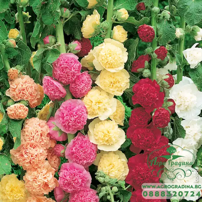 Алцея Микс Althea rosea