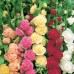 Алцея Микс Althea rosea – Саксийни и градински цветя