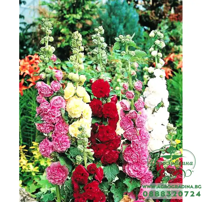 Алцея Микс Althea rosea