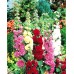 Алцея Микс Althea rosea – Саксийни и градински цветя