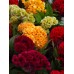 Целозия Джудже Микс Celosia cristata – Саксийни и градински цветя