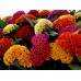 Целозия Джудже Микс Celosia cristata – Саксийни и градински цветя
