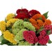 Целозия Джудже Микс Celosia cristata – Саксийни и градински цветя