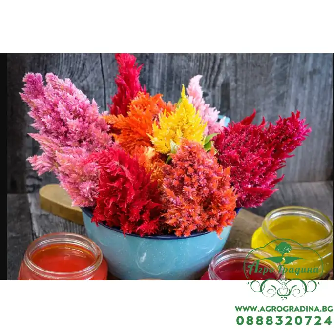 Целозия Висока Микс Celosia plumosa