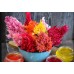 Целозия Висока Микс Celosia plumosa – Саксийни и градински цветя
