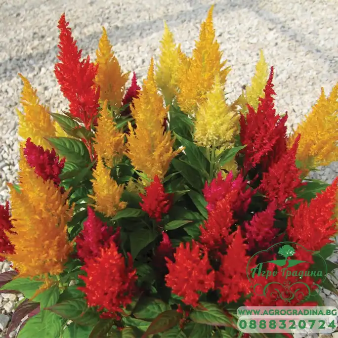 Целозия Висока Микс Celosia plumosa