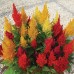Целозия Висока Микс Celosia plumosa – Саксийни и градински цветя