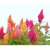 Целозия Висока Микс Celosia plumosa – Саксийни и градински цветя
