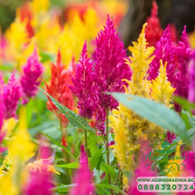 Целозия Висока Микс Celosia plumosa