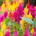 Целозия Висока Микс Celosia plumosa – Саксийни и градински цветя