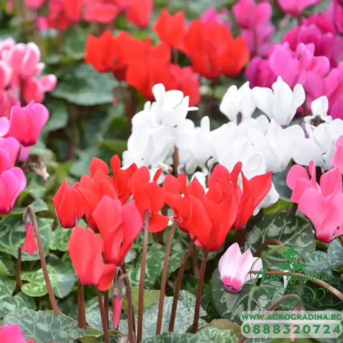 Циклама Персийска Гигант Микс Cyclamen persicum