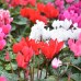 Циклама Персийска Гигант Микс Cyclamen persicum – Саксийни и градински цветя