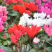 Циклама Персийска Гигант Микс Cyclamen persicum – Саксийни и градински цветя