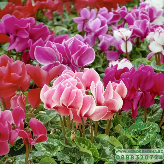 Циклама Персийска Гигант Микс Cyclamen persicum