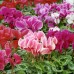 Циклама Персийска Гигант Микс Cyclamen persicum – Саксийни и градински цветя