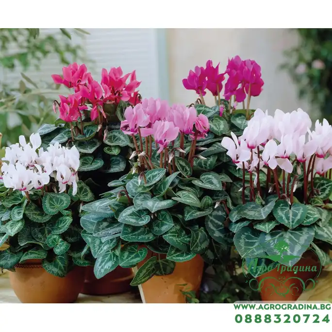 Циклама Персийска Гигант Микс Cyclamen persicum