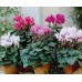 Циклама Персийска Гигант Микс Cyclamen persicum – Саксийни и градински цветя