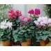 Циклама Персийска Гигант Микс Cyclamen persicum – Саксийни и градински цветя