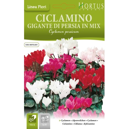 Циклама Персийска Гигант Микс / Cyclamen persicum