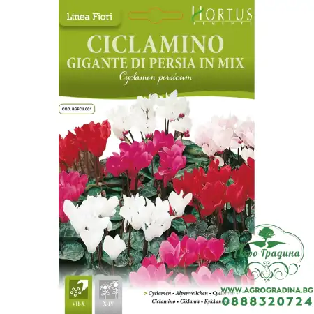 Циклама Персийска Гигант Микс Cyclamen persicum