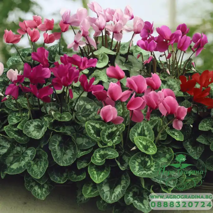 Циклама Персийска Гигант Микс Cyclamen persicum