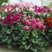 Циклама Персийска Гигант Микс Cyclamen persicum – Саксийни и градински цветя