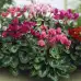 Циклама Персийска Гигант Микс Cyclamen persicum – Саксийни и градински цветя
