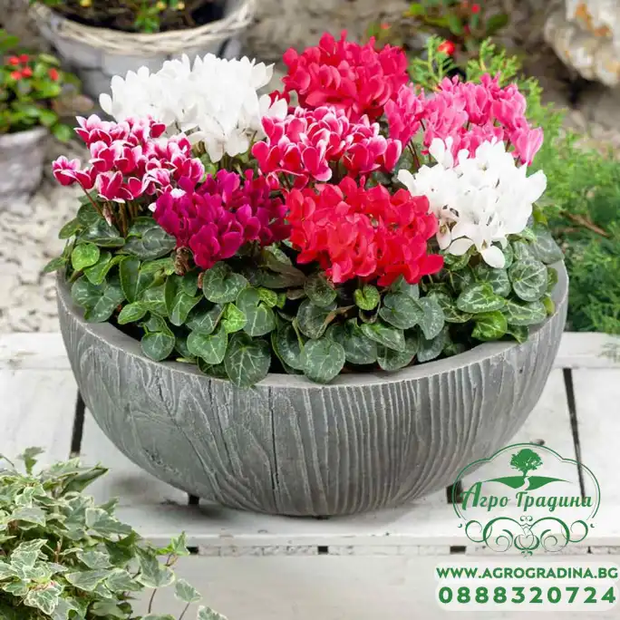 Циклама Персийска Гигант Микс Cyclamen persicum