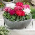 Циклама Персийска Гигант Микс Cyclamen persicum – Саксийни и градински цветя