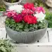 Циклама Персийска Гигант Микс Cyclamen persicum – Саксийни и градински цветя