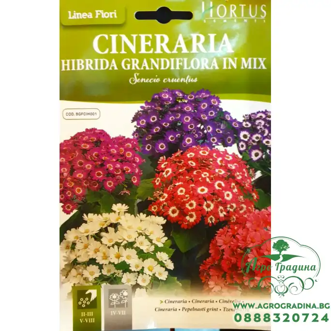 Цинерария Гигант Микс Senecio cruentus