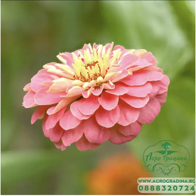 Циния Двойна Голяма Калифорнийски Микс Zinnia Elegans