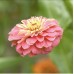 Циния Двойна Голяма Калифорнийски Микс Zinnia Elegans – Саксийни и градински цветя