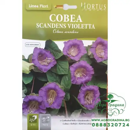 Кобея Лилава Cobaea Skandens