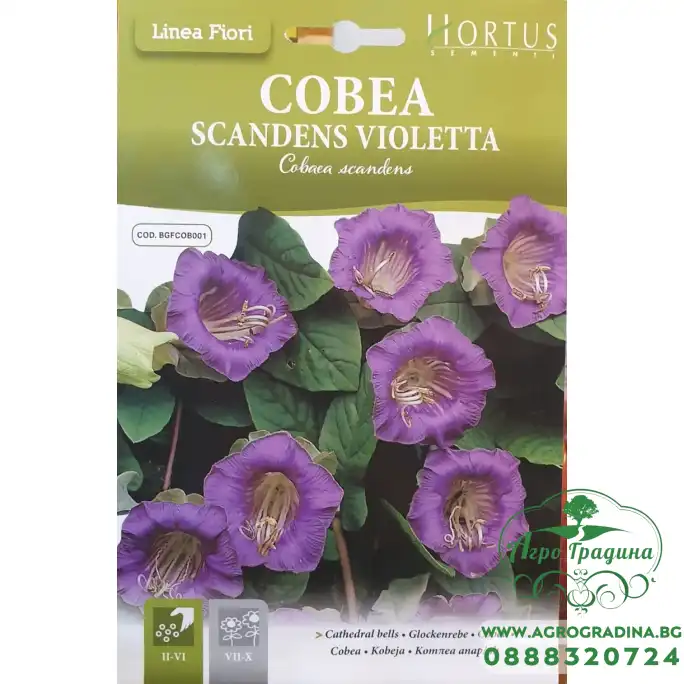 Кобея Лилава Cobaea Skandens