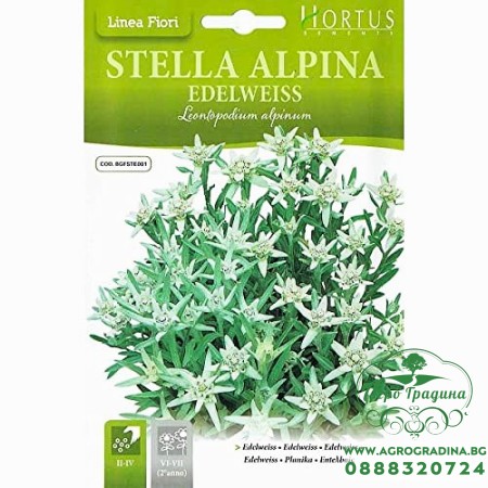 Семена за Еделвайс (Алпийска звезда) / Leontopodium alpinum