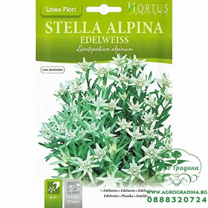 Семена за Еделвайс (Алпийска звезда) Leontopodium alpinum Семена за Еделвайс (Алпийска звезда) Leontopodium alpinum