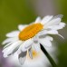 Маргаритка Многогодишна Гигант / Bellis Perennis