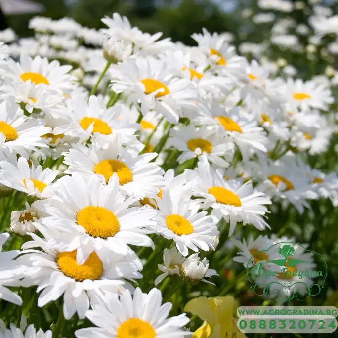 Маргаритка Многогодишна Гигант Bellis Perennis